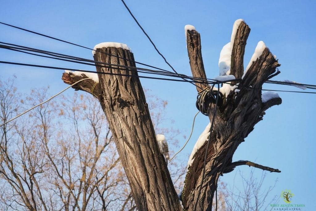 cabling-bracing-tree-service-austin