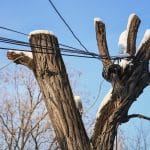 cabling-bracing-tree-service-austin