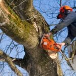 man cutting tree austin