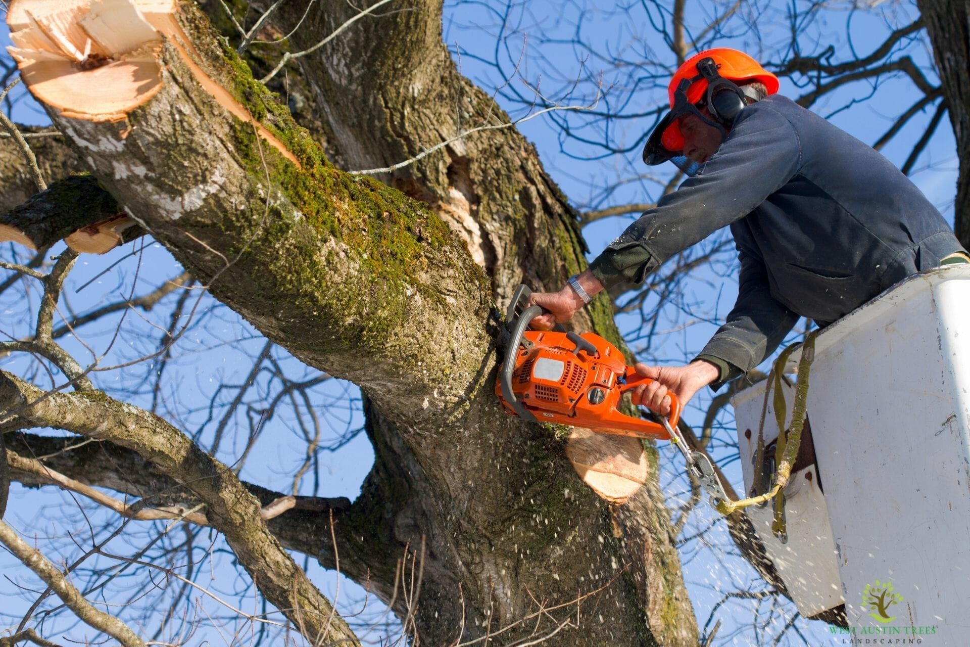 man cutting tree austin