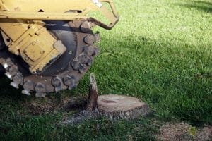 stump-removal-company-austin