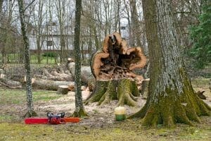 tree-removal-austin