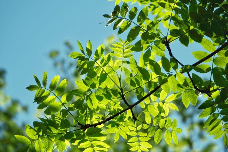 Ash tree green leaf