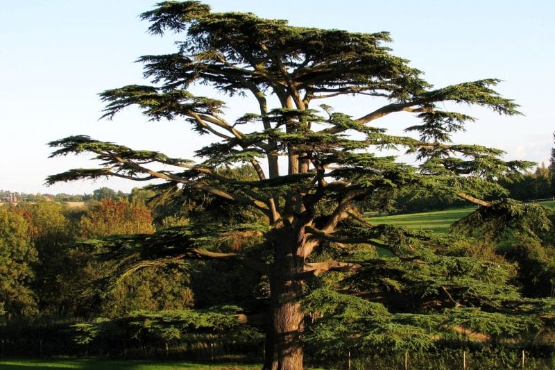 Cedar tree austin
