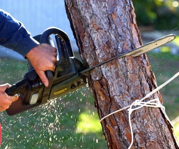 Tree Removal chainsaw