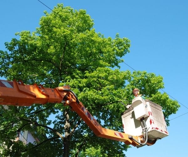 tree trimming