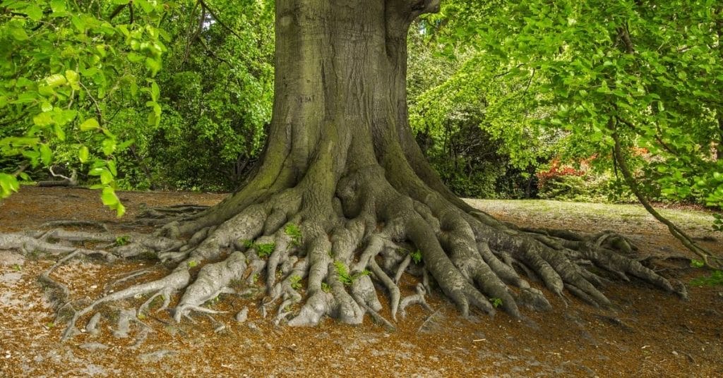 large tree root