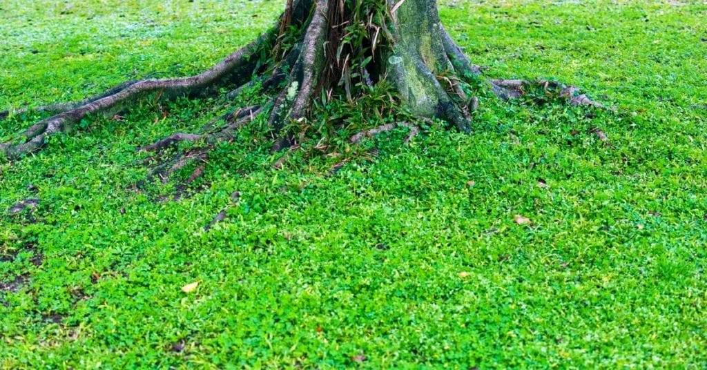 tree root green
